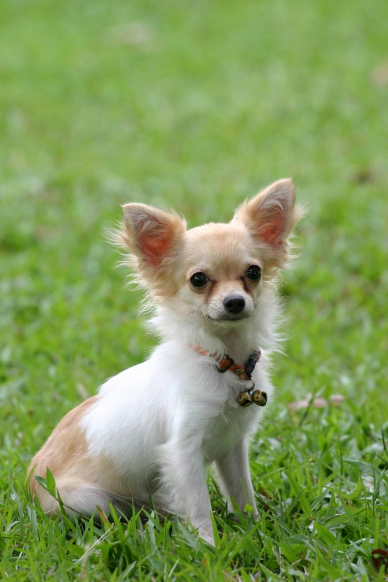 Chihuahua kleine Hunderasse ganz groß