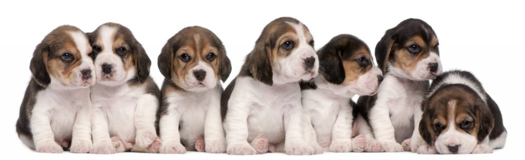 Hunderasse Beagle Welpen