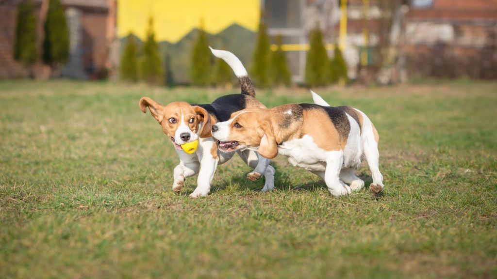 Beagle beim Spielen