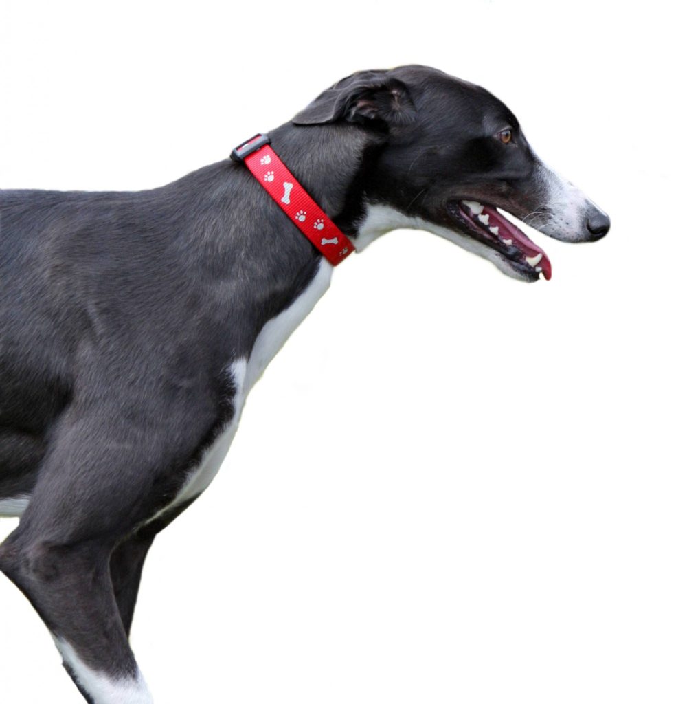 Körperbau Greyhound