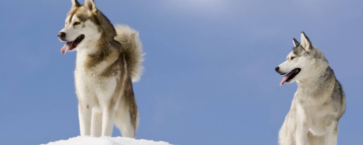 Hunderasse Siberian Husky